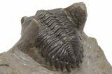 Detailed Hollardops Trilobite - Ofaten, Morocco #230479-5
